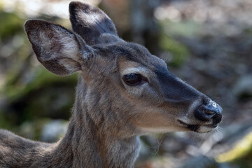 white-tailed deer, Odocoileus virginianus