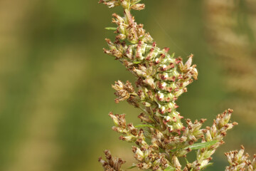 Beifuß-Mönch, Raupe (Cucullia absinthii)