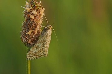 Geflammter Senfzünsler (Evergestis frumentalis)