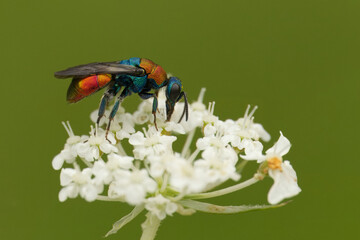 Gemeine Goldwespe (Chrysis ignita)