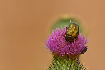 Kupfer-Rosenk&auml;fer (Protaetia [cuprea] metallica)