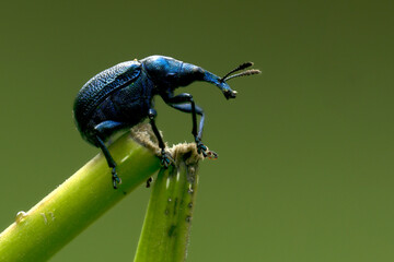 Rebenstecher (Byctiscus betulae)