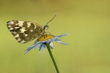Resedafalter (Pontia edusa)