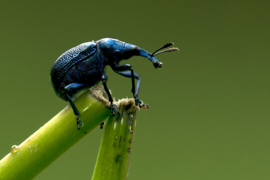 Rebenstecher (Byctiscus betulae)