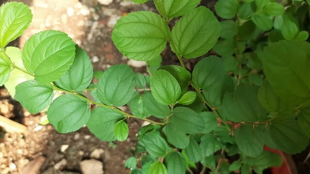Ziziphus mauritiana, also known as Indian jujube, Indian plum, Chinese date
