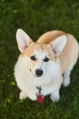 Welsh Corgi Pembroke dog sits on a manicured green lawn in a park in summer. High quality photo