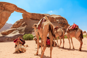 Tranquil scene of camels resting near the iconic Um Fruth rock arch in the Wadi Rum desert of...