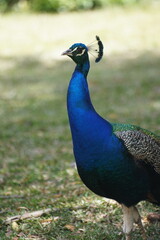 Fototapeta premium paon