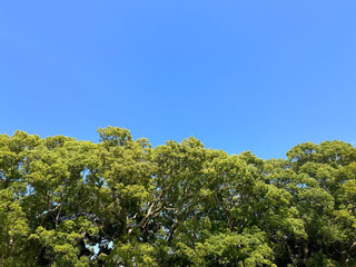青空と緑の木々