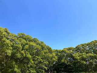 青空と緑の木々