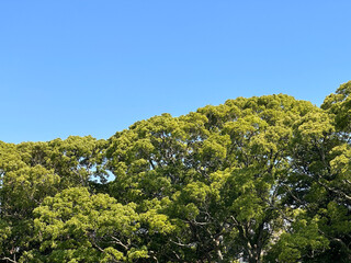 青空と緑の木々