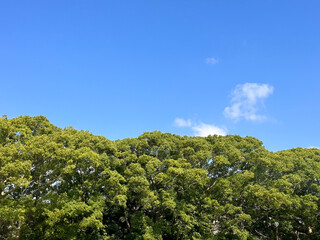 青空と緑の木々