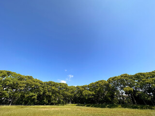 青空と緑の木々
