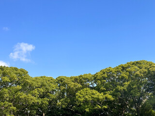 青空と緑の木々