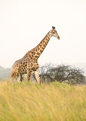 An adult giraffe walking gracefully through the grass in acacia savannah country on an overcast day while highlighted against the sky in a game reserve in South Africa.
