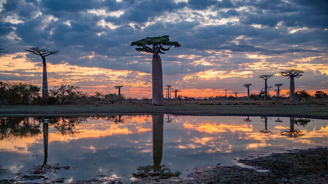 Beautiful Baobab trees at sunset at the avenue of the baobabs in Madagascar