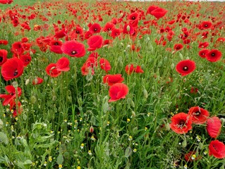 A beautiful poppy field with many flowers that bloomed bright red in the green tall grass. Natural background of field with red wild poppies.