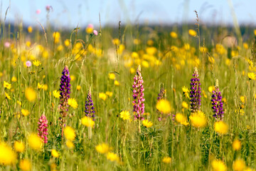 flowers in the field