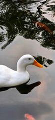 Large white heavy duck also known as America Pekin, Long Island Duck, Pekin Duck, Aylesbury Duck, Anas platyrhynchos domesticus
