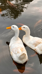 Large white heavy duck also known as America Pekin, Long Island Duck, Pekin Duck, Aylesbury Duck, Anas platyrhynchos domesticus