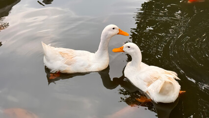 Large white heavy duck also known as America Pekin, Long Island Duck, Pekin Duck, Aylesbury Duck, Anas platyrhynchos domesticus