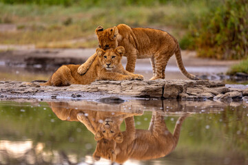 two young lion cubs rest beside a river