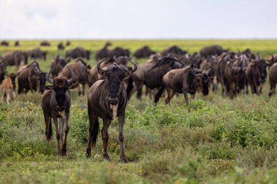 a large group of wildebeest stands in the savannah