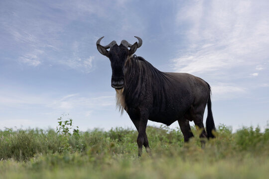 a wildebeest stands alone in the savannah