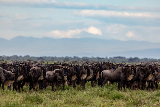 a large group of wildebeest stands in the savannah
