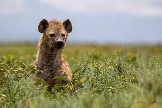 a hyena stands in the savannah and looks in our direction