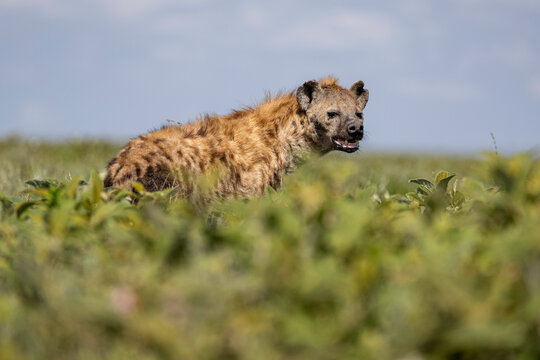 a hyena stands in the savannah and looks in our direction