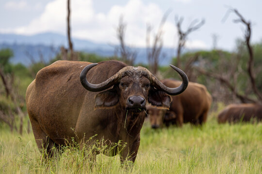 an African buffalo grazes, looking in our direction