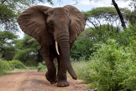 An elephant walks alone on a dirt track