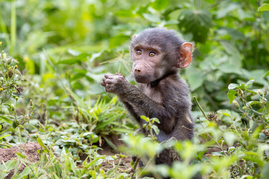 baby baboon standing in the grass
