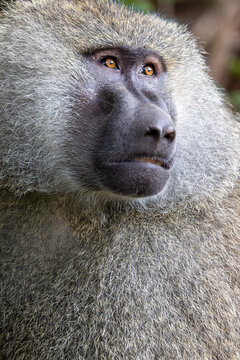 A close-up image of a baboon