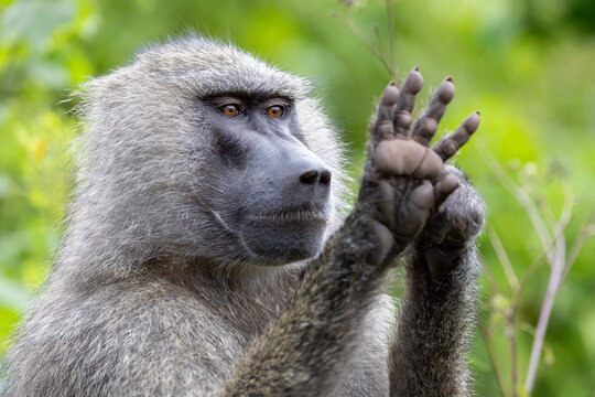baboon looking at his hand