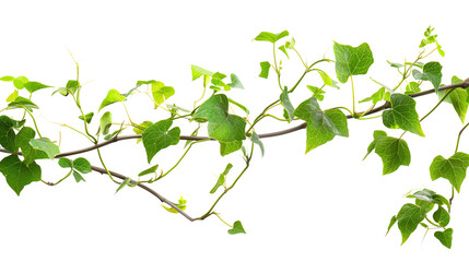 Closeup of lush green ivy vine