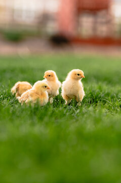 Four yellow backyard chicks exploring on green grass outdoors.