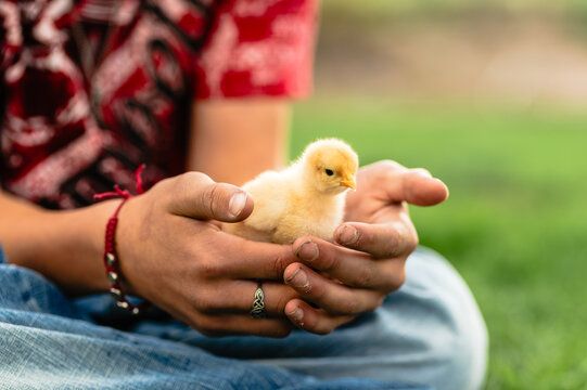 Person holding a yellow chick gently in hands outdoors.