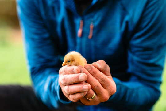 Person in blue shirt holding a yellow chick gently in hands outdoors.
