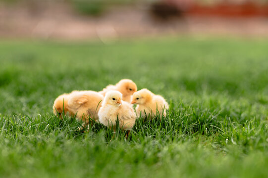 Four yellow chicks standing on green grass in a backyard.