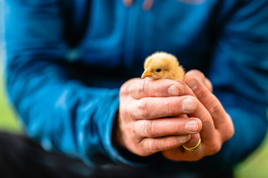 Man in blue shirt holding a yellow backyard chick gently in hands.