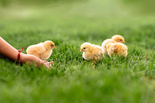 Hand reaching out to four yellow chicks on green grass in a field.