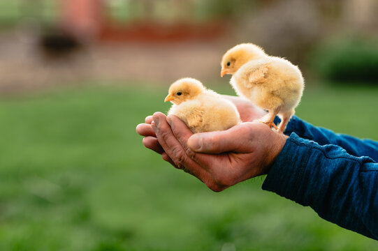 Person in blue jacket gently holding two baby chicks outdoors