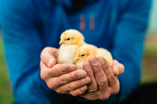 Person in blue jacket gently holding two yellow chicks outdoors.