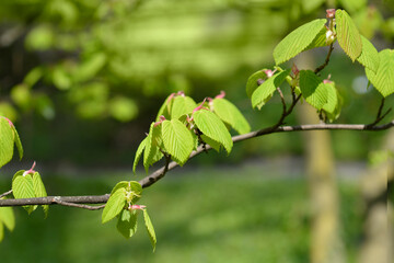 Spike witch hazel branch