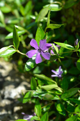 Lesser Periwinkle Atropurpurea flowers