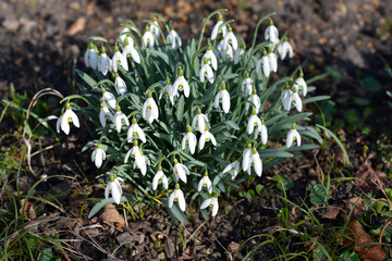 Common snowdrop flowers