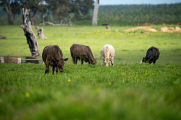 'herd of dairy cows grazing on lush long green pasture in a field on a. beef cattle farm in Australia on a ranch