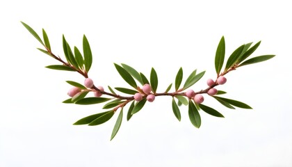 Tea tree isolated on white background